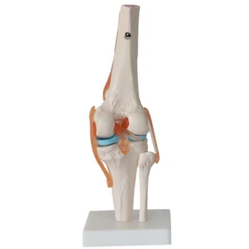 Modelo De Corpo Humano, A Articulação Do Joelho Anatomia Modelo Flexível Esqueleto Modelo Funcional De Ligamentos E Da Base De Dados De Modelos De Ensino