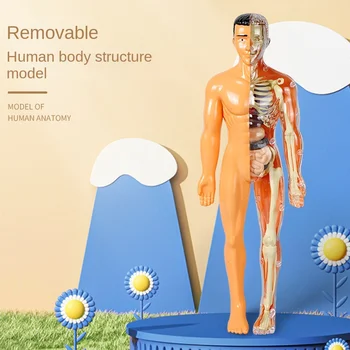 3D do Corpo Humano Tronco Modelo Educacional Assembléia de Aprendizagem DIY Brinquedos Órgão do Corpo Humano Ferramentas de Ensino Aprendizagem Precoce de Brinquedo Para Crianças